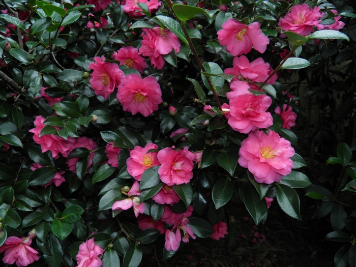 Camellia 'Shishi' Rosey Red - Camellia from Hand Cart Garden Center