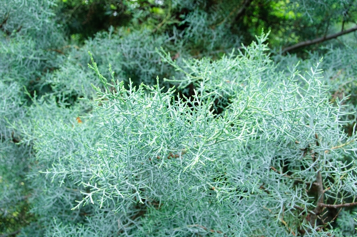 Arizona Cypress - Cupressus arizonica from Hand Cart Garden Center