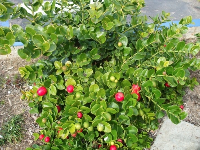 Carissa - Carissa grandiflora from Hand Cart Garden Center