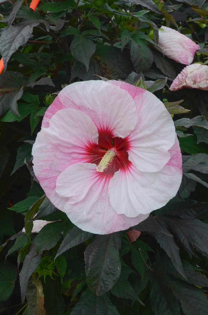 Summerific® 'Perfect Storm' - Hibiscus (Rose Mallow) from Hand Cart Garden Center