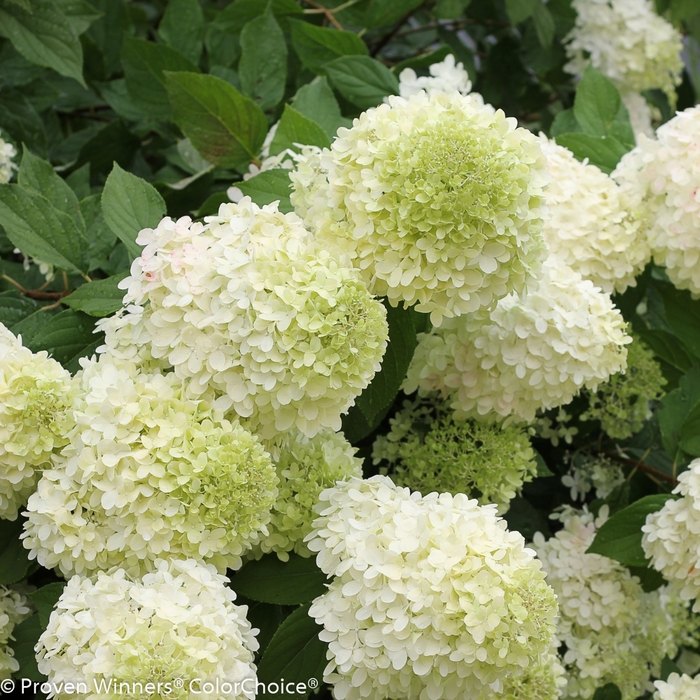 'Limelight' Panicle Hydrangea - Hydrangea paniculata from Hand Cart Garden Center