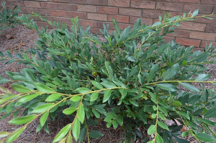 'Vintage Jade' - Distylium from Hand Cart Garden Center