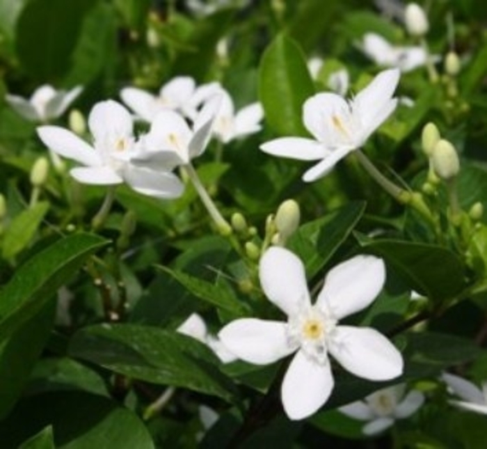 Asian Snow - Wrightia antidysenterica from Hand Cart Garden Center