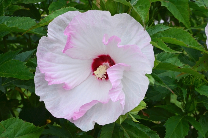 Summerific® 'Ballet Slippers' - Hibiscus (Rose Mallow) from Hand Cart Garden Center