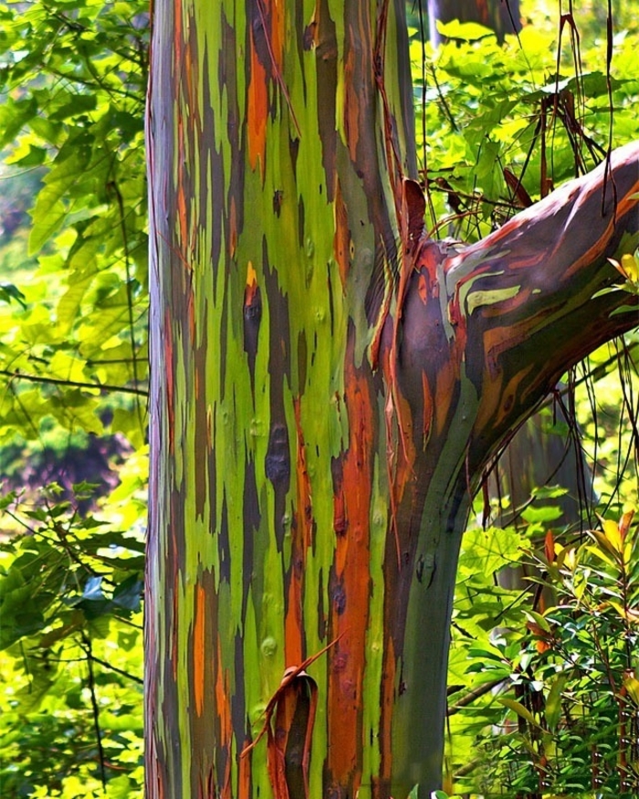 Rainbow Eucalyptus - Eucalyptus deglupta from Hand Cart Garden Center