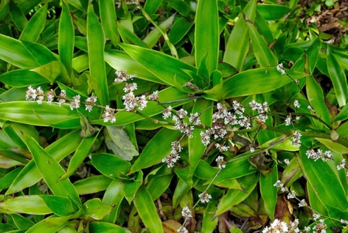 Basket Plant - Callisia fragrans from Hand Cart Garden Center