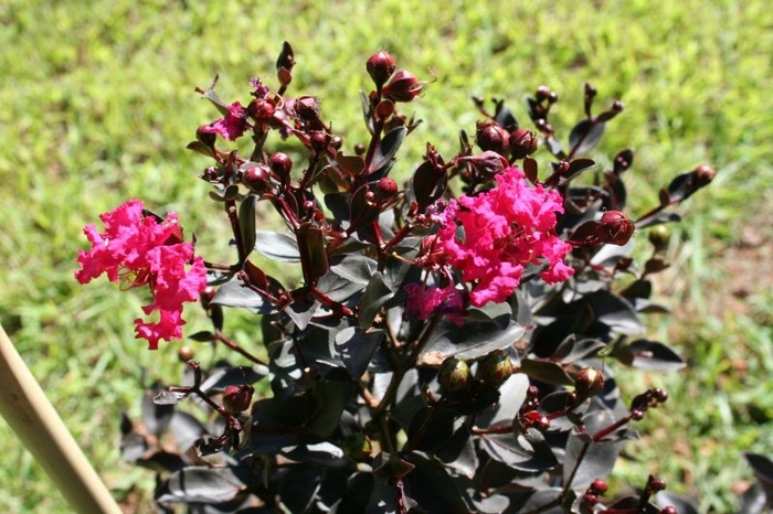 Black Diamond® 'Mystic Magenta™' - Lagerstroemia indica (Crape Myrtle) from Hand Cart Garden Center