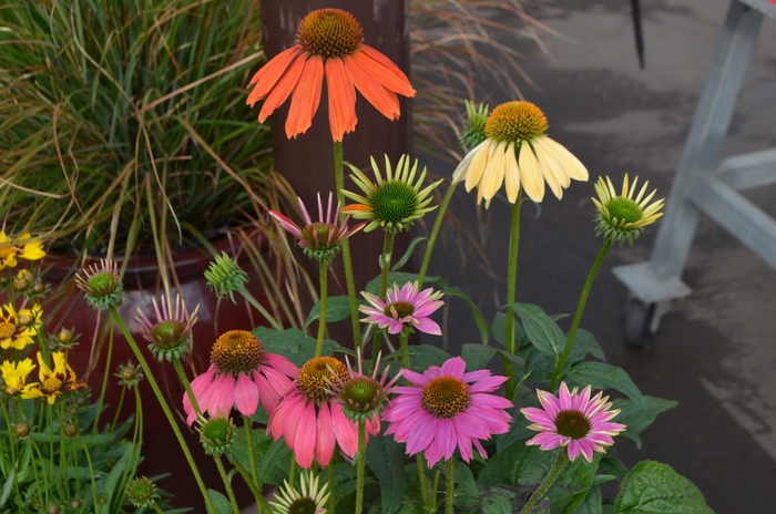 Assorted Echinacea - Echinacea from Hand Cart Garden Center