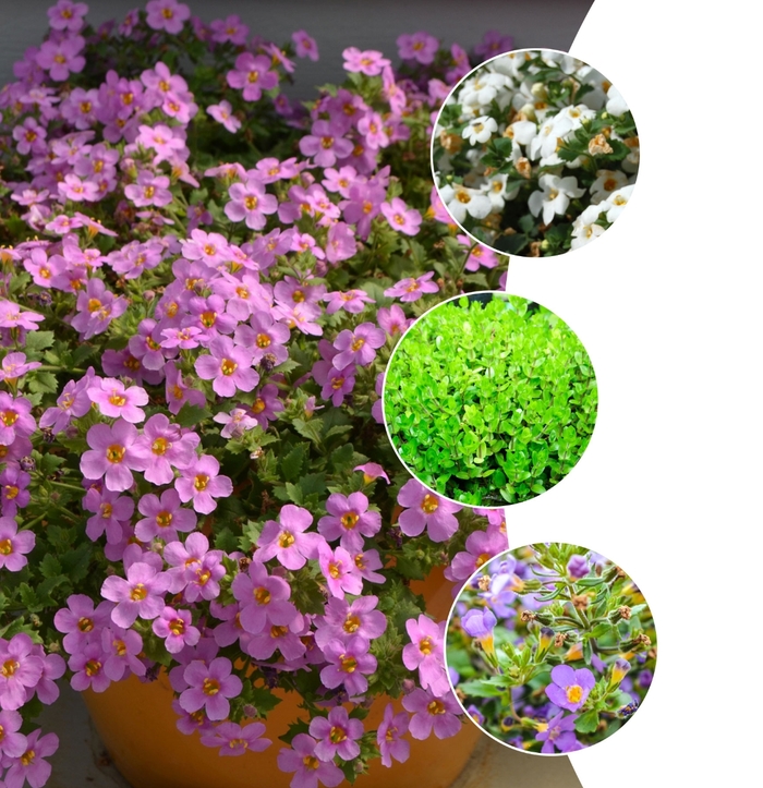 Bacopa - Bacopa monnieri from Hand Cart Garden Center