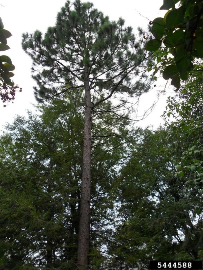 Slash Pine - Pinus elliottii from Hand Cart Garden Center