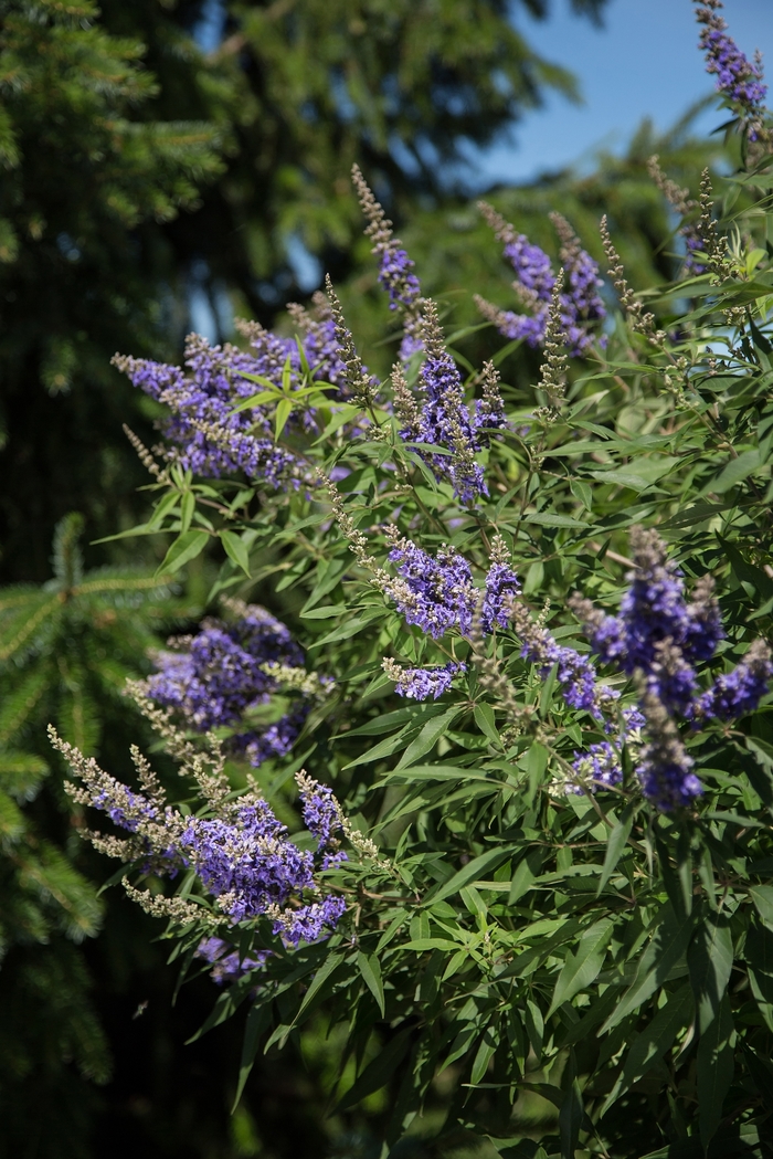 'Delta Blues™' Chastetree - Vitex agnus-castus from Hand Cart Garden Center