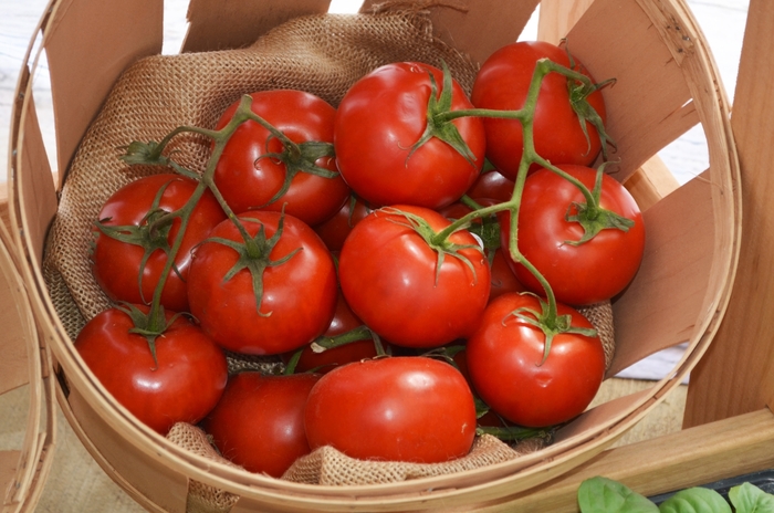 Tomato - Lycopersicon esculentum from Hand Cart Garden Center