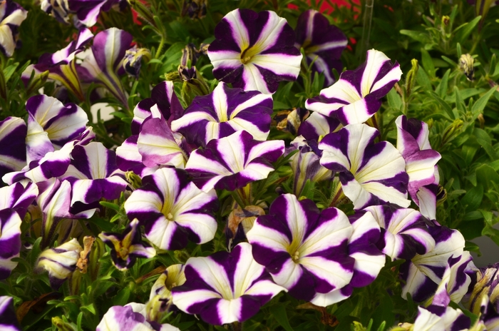 Amore™ 'Purple' - Petunia from Hand Cart Garden Center