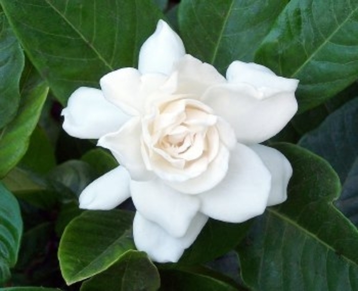 Cape Jasmine - Gardenia jasminoides from Hand Cart Garden Center