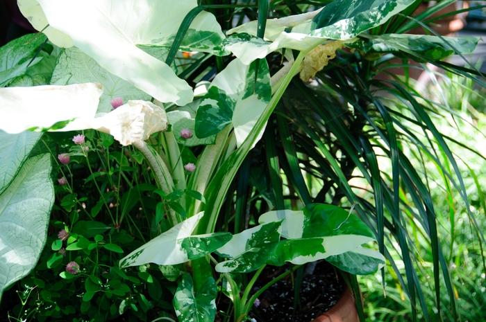 'Variegata' Alocasia - Alocasia macrorrhiza from Hand Cart Garden Center