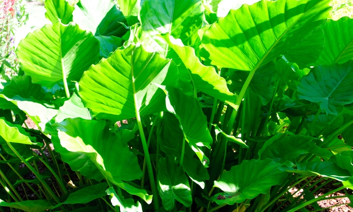 'California' Elephant Ear - Alocasia odora from Hand Cart Garden Center