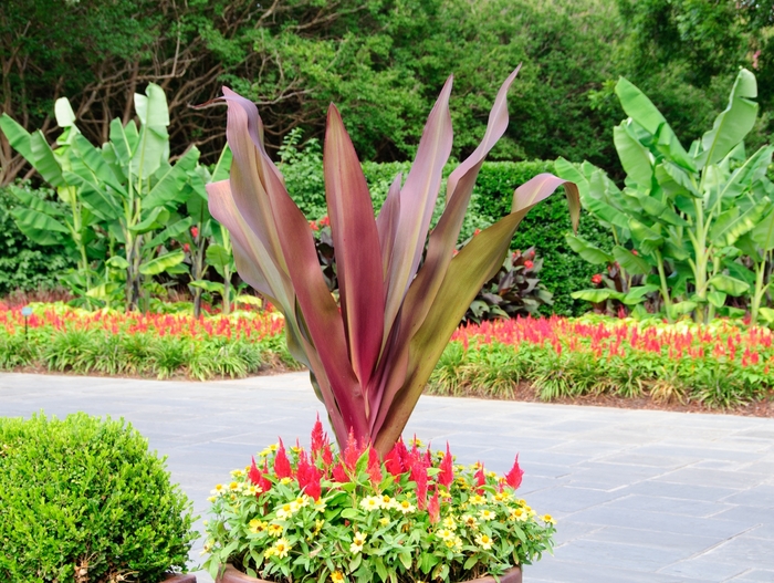 'Queen Emma' Crinum Lily - Crinum angustum from Hand Cart Garden Center