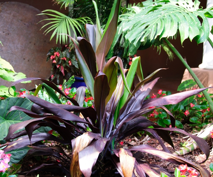 Cordyline - Cordyline fruticosa from Hand Cart Garden Center