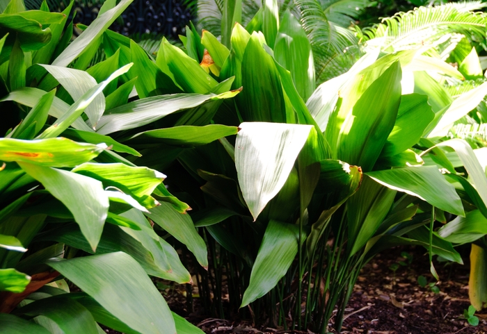 Cast Iron Plant - Aspidistra elatior from Hand Cart Garden Center