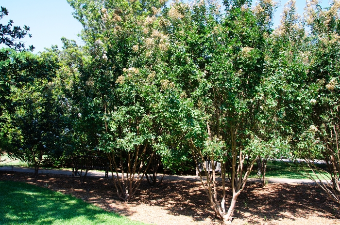 Crape Myrtle - Lagerstroemia from Hand Cart Garden Center