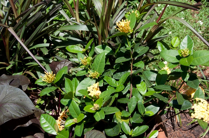 'Maui Yellow' Flame of the Woods - Ixora coccinea from Hand Cart Garden Center