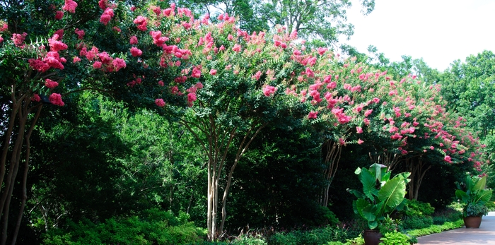 Crape Myrtle 'Tuscarora' - Lagerstroemia from Hand Cart Garden Center