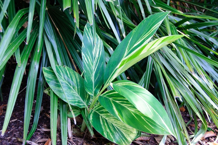 Variegated Shell Ginger - Alpinia zerumbet from Hand Cart Garden Center