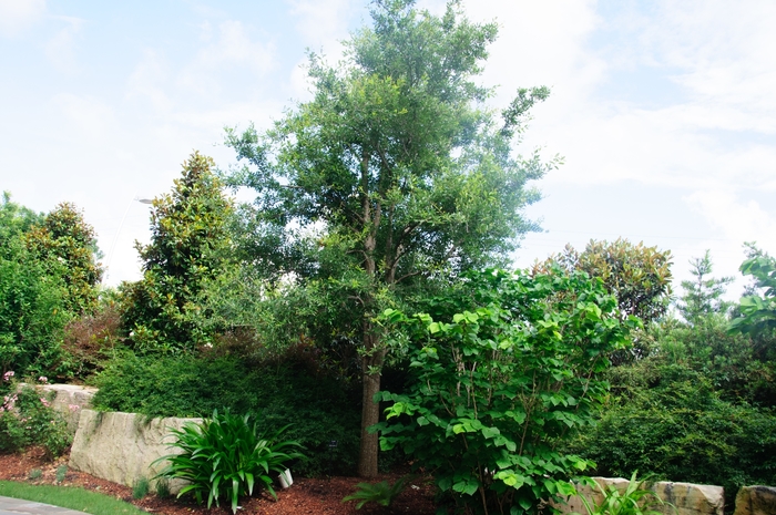 Live Oak - Quercus virginiana from Hand Cart Garden Center