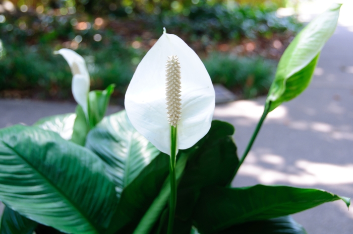 Peace Lily - Spathiphyllum wallisii from Hand Cart Garden Center