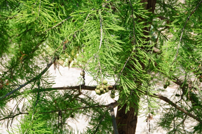 Pond Cypress - Taxodium ascendens from Hand Cart Garden Center