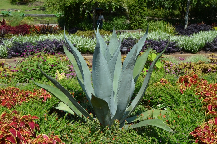 Blue Agave - Agave americana from Hand Cart Garden Center