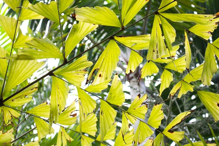 Fishtail Palm - Caryota mitis from Hand Cart Garden Center