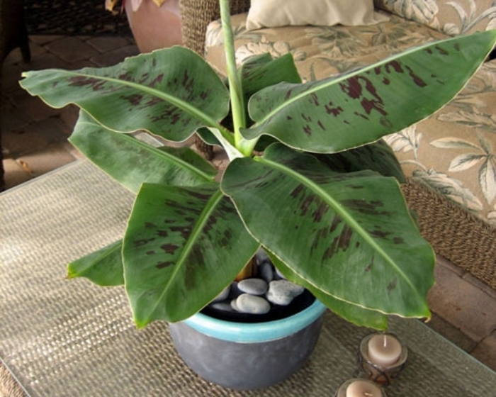 'Truly Tiny' Banana - Musa from Hand Cart Garden Center