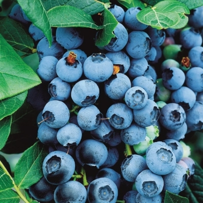 'Darrow' Blueberry - Vaccinium corymbosum from Hand Cart Garden Center