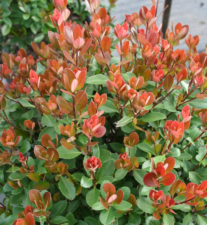 'Redbird™' Indian Hawthorn - Rhaphiolepis indica from Hand Cart Garden Center