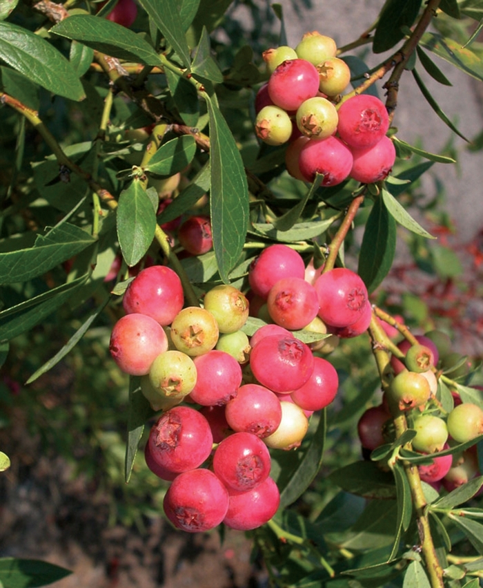 'Pink Lemonade' Blueberry - Vaccinium from Hand Cart Garden Center