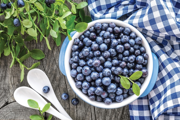 'Sunshine Blue' Blueberry - Vaccinium angustifolium from Hand Cart Garden Center