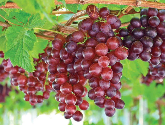 'Catawba' Grape - Vitis labrusca from Hand Cart Garden Center