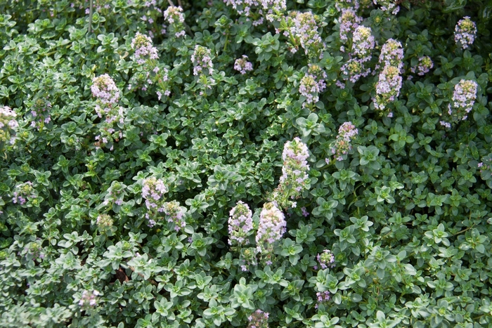 Lemon Thyme - Thymus x citriodorus from Hand Cart Garden Center