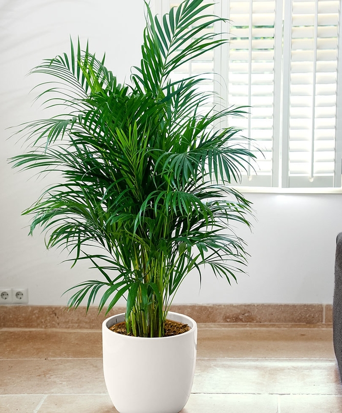 Areca Palm - Dypsis lutescens from Hand Cart Garden Center