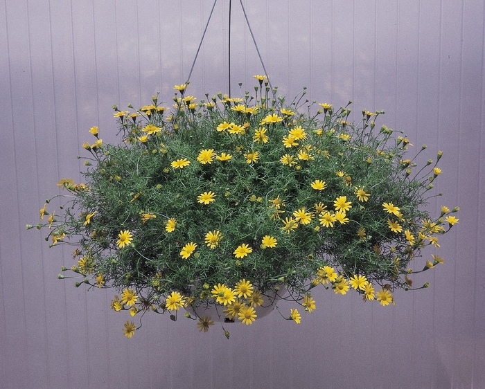 Dahlberg Daisy - Dyssodia tenuiloba from Hand Cart Garden Center