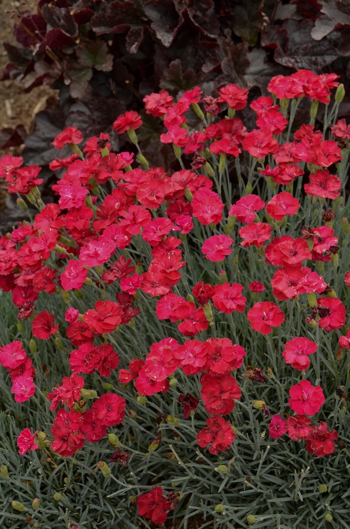 'Frosty Fire' Dianthus - Dianthus from Hand Cart Garden Center