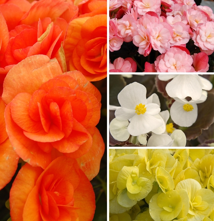 Assorted Begonia - Begonia from Hand Cart Garden Center