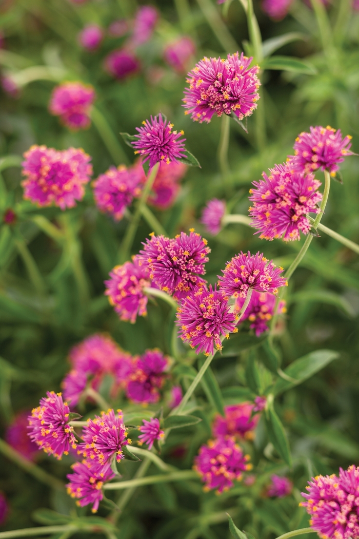 Truffula™ 'Pink' - Gomphrena pulchella (Globe Amaranth) from Hand Cart Garden Center