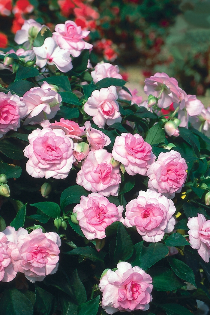 Rockapulco® 'Appleblossom' - Impatiens walleriana (Double Impatiens) from Hand Cart Garden Center