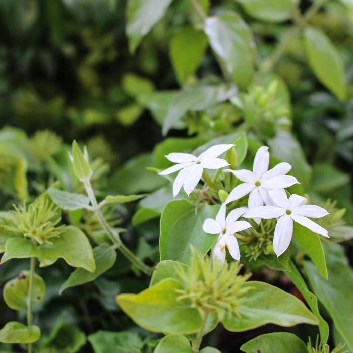 Downy Jasmine - Jasminum multiflorum from Hand Cart Garden Center