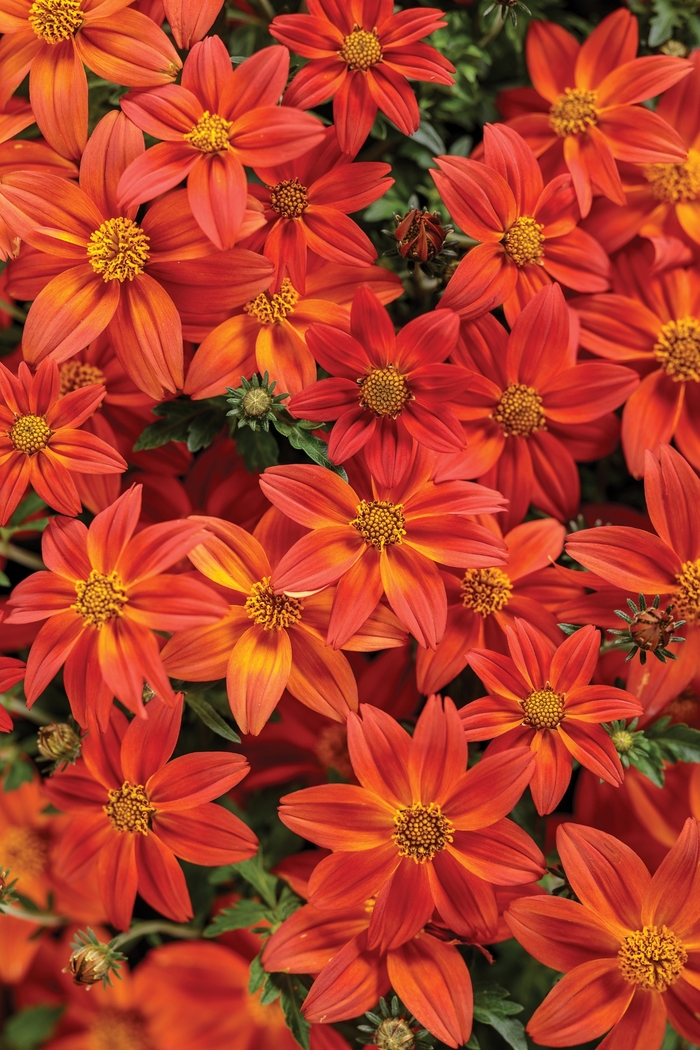 Campfire® 'Flame' - Bidens from Hand Cart Garden Center