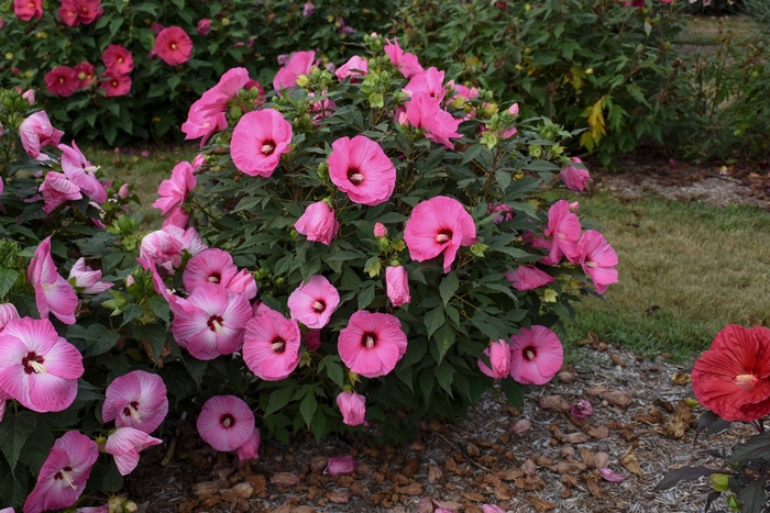 Summerific® 'Candy Crush' - Hibiscus (Rose Mallow) from Hand Cart Garden Center