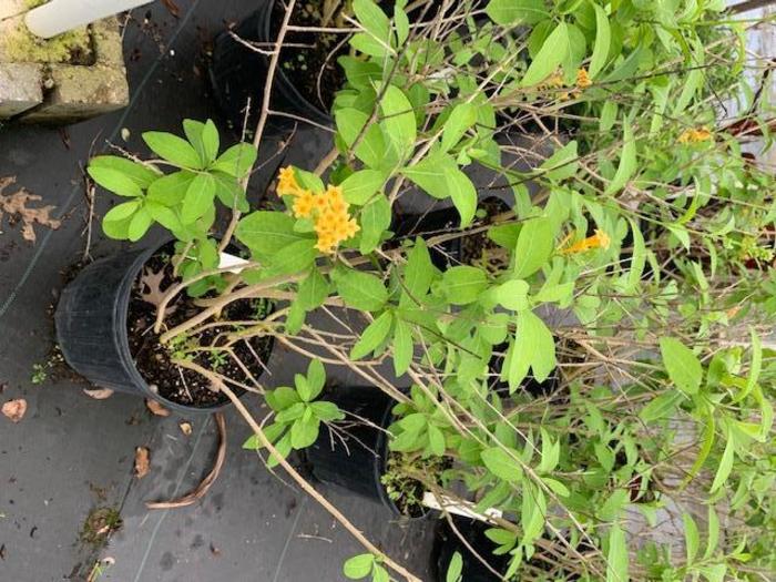 Cestrum Yellow - Cestrum aurantiacum from Hand Cart Garden Center