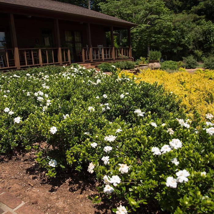 'Double Mint' - Gardenia jasminoides from Hand Cart Garden Center